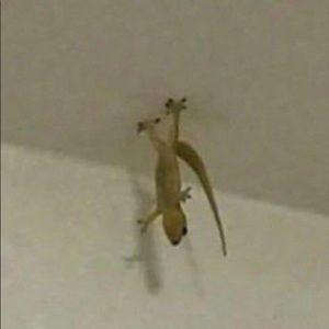 Meet your Posher, Sydney